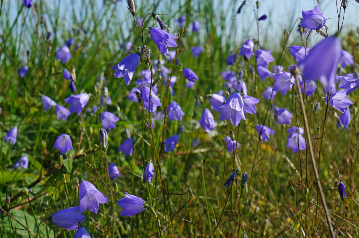 Doe mee aan de Week van de Biodiversiteit