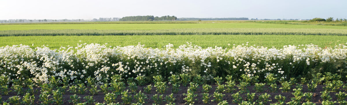 Column door Irene van Wijhe: Tussen boodschappenmand en missie