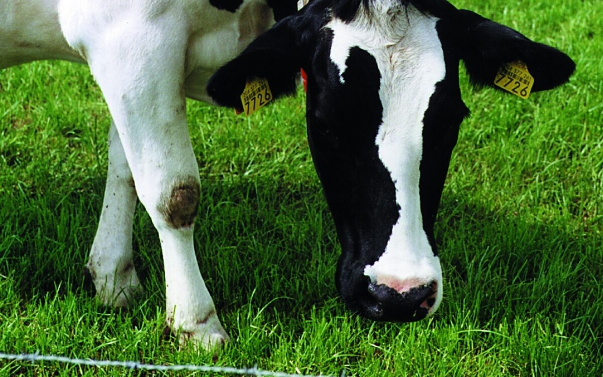 Groninger Verdienmodel: natuurbedrijfsplan als randvoorwaarde bij uitbreiding melkveehouderij