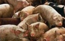 Raad van State vernietigt bestemmingsplan varkensstal Eemsmond