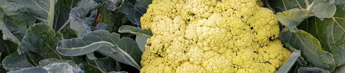 Gouden bloemkolen als symbool voor eerlijker voedselsysteem