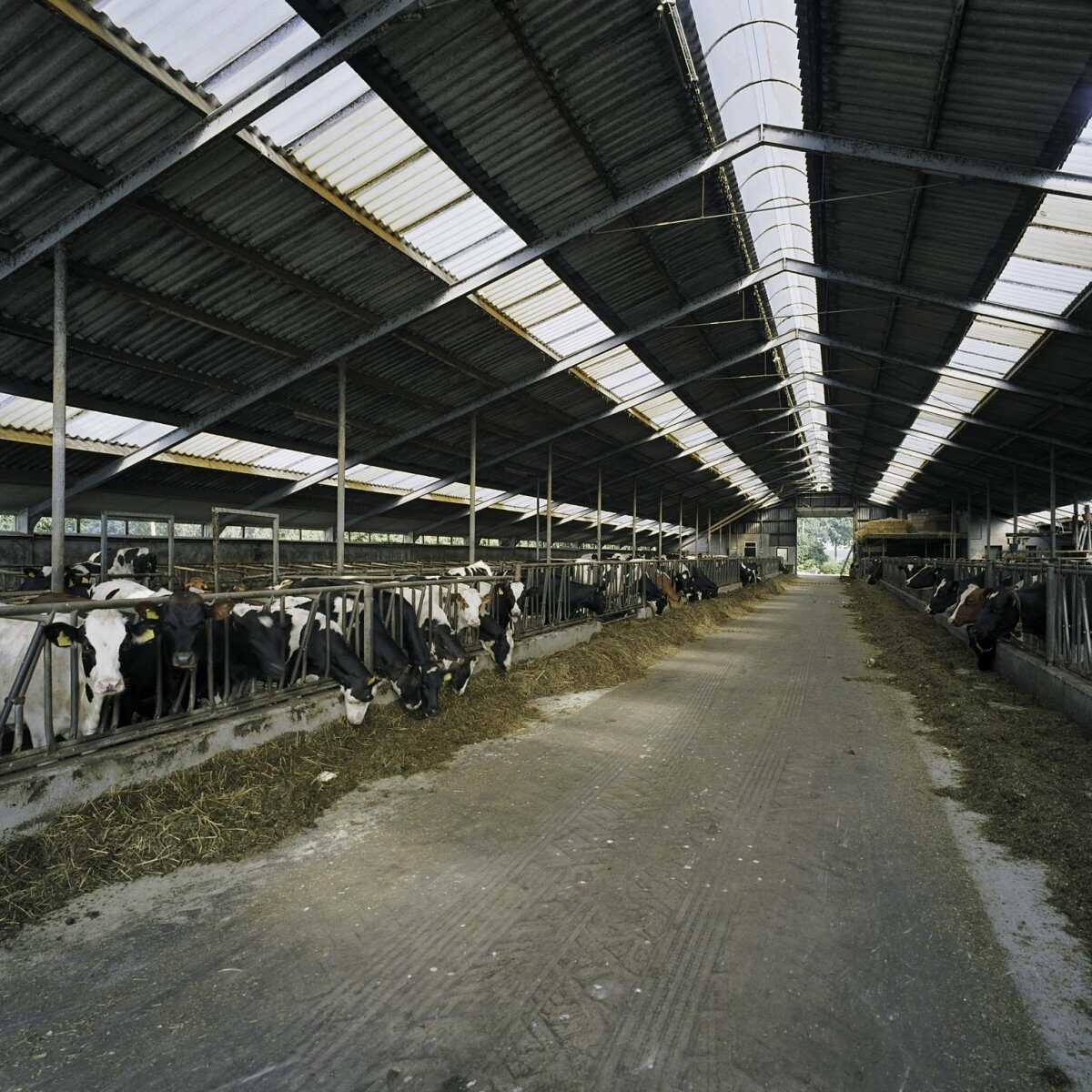 Ministerie laat grondgebonden melkveehouders in de steek