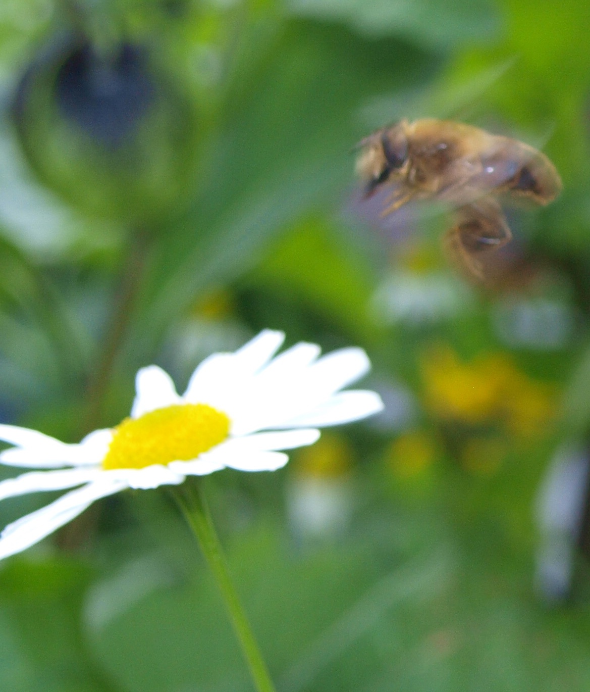 Het verborgen leven der wilde bijen