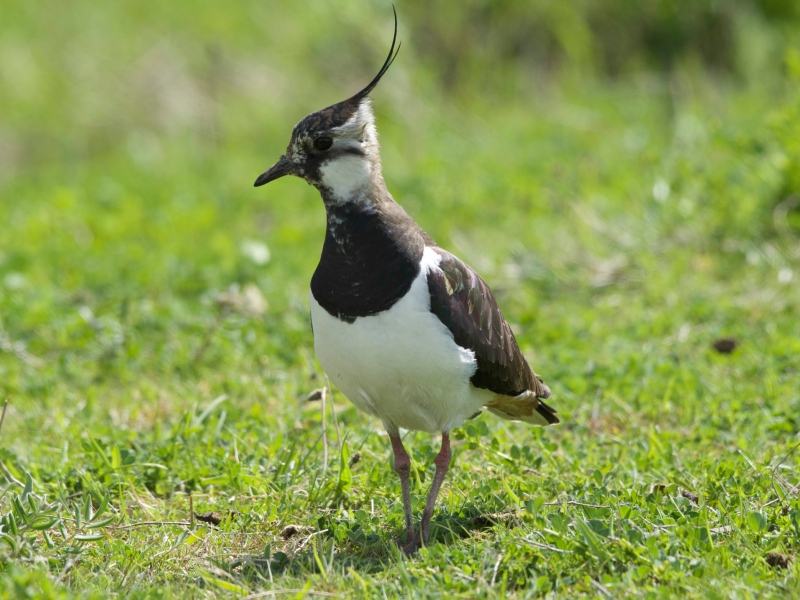 Vogelbescherming dient Europese klacht in tegen Nederland over bescherming van weidevogels