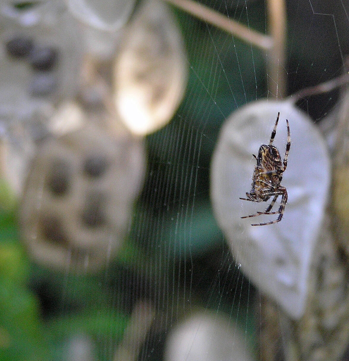 EvoScope zoekt stadjers om kruisspinnen te spotten