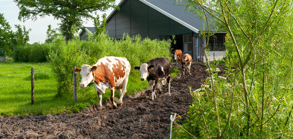 Ben je boer in Friesland, Groningen of Drenthe? Meld je aan voor Boeren met Bomen en Struiken