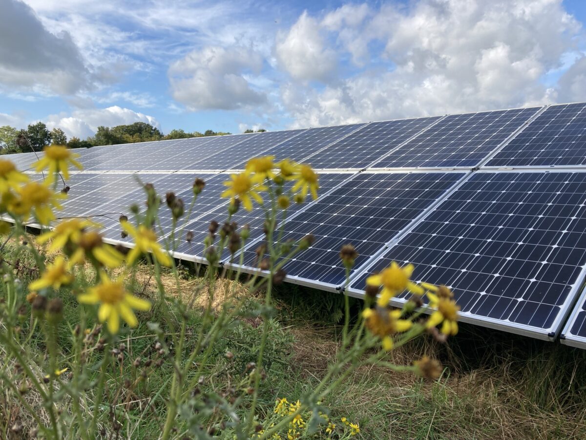 Reportage laat zien: volop kansen voor vergroening van bestaande zonneparken