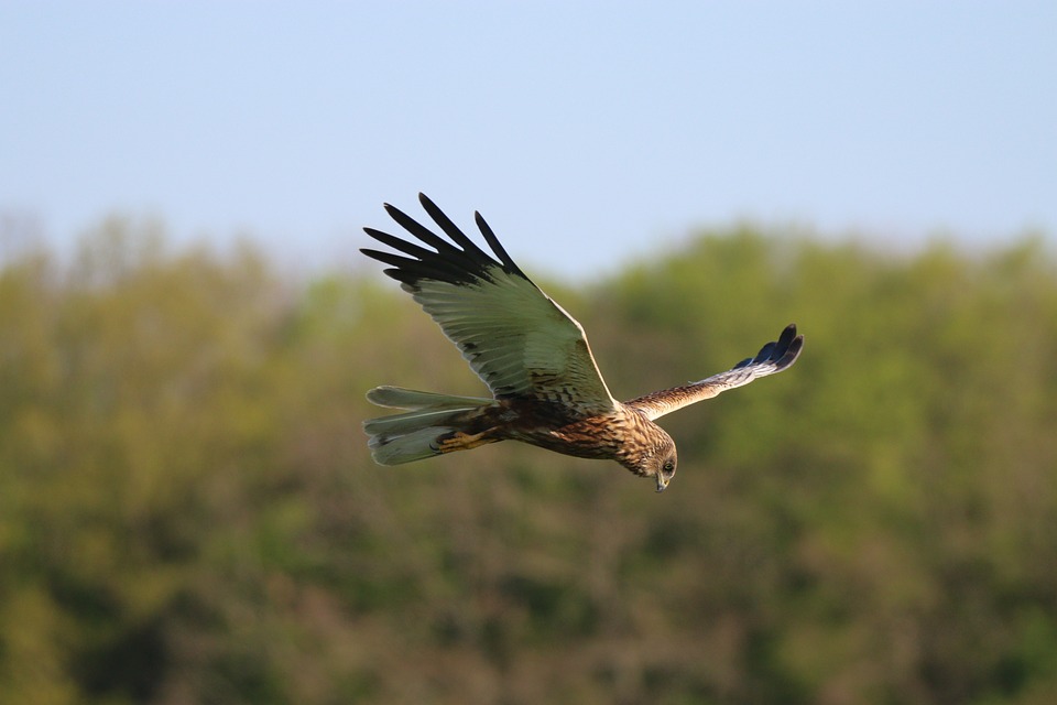 Kenniscentrum Akkervogels zoekt vrijwilligers voor het beschermen van Kiekendieven