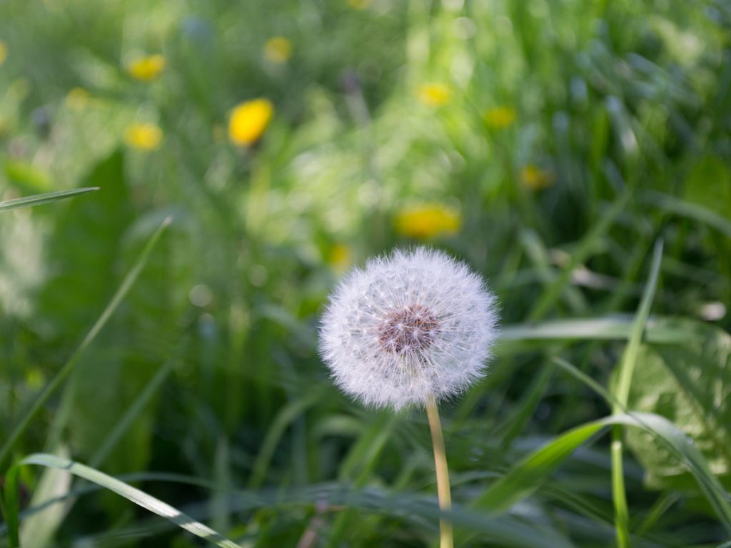 Oproep aan kabinet-Schoof: kies voor een gezonde samenleving waarin natuur en economie elkaar versterken