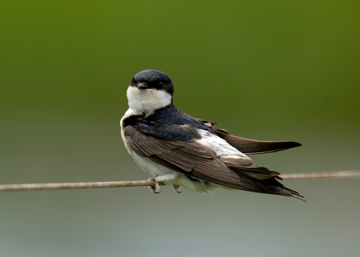 Coördinatie Groen Geluid
