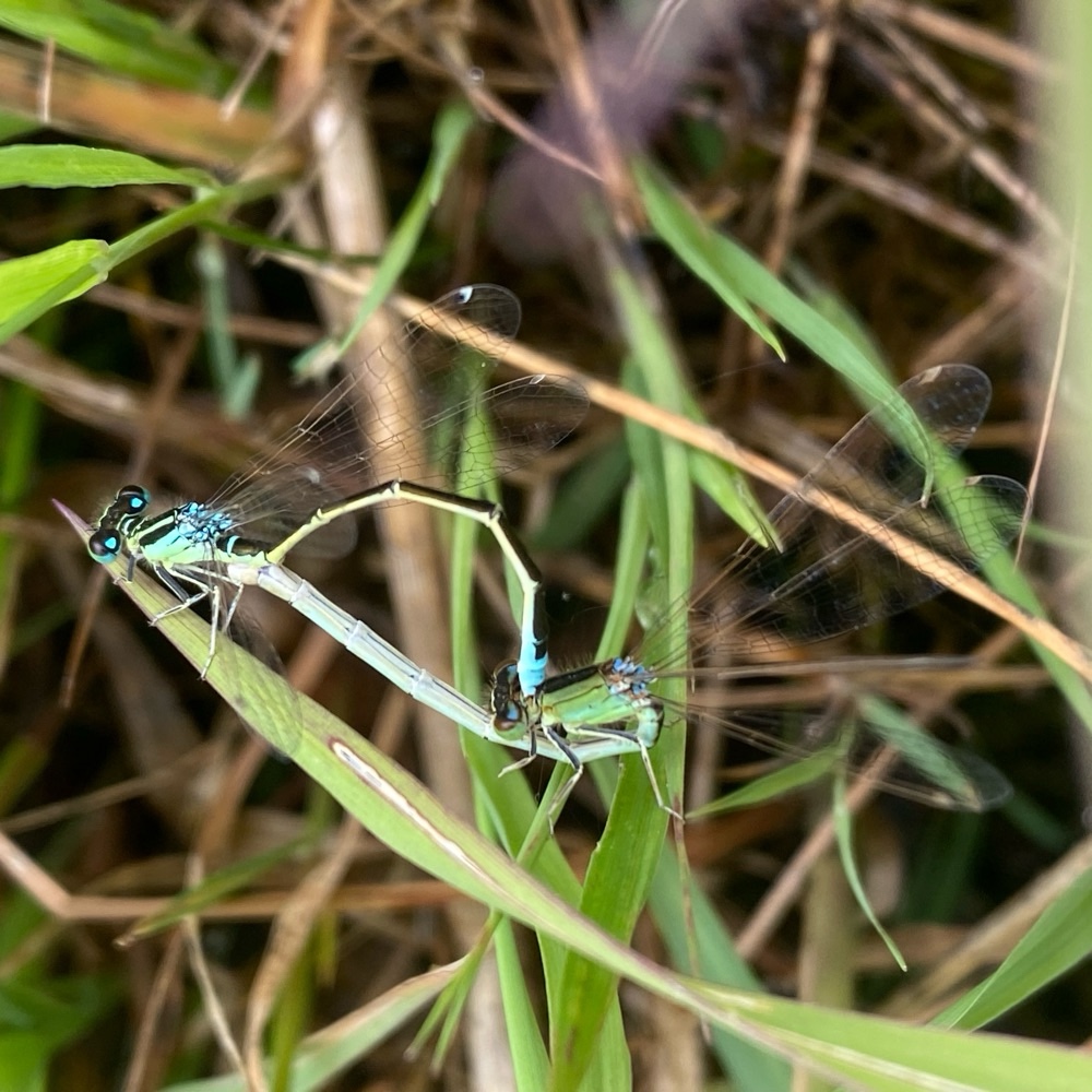 De waarde van citizen science in beeld