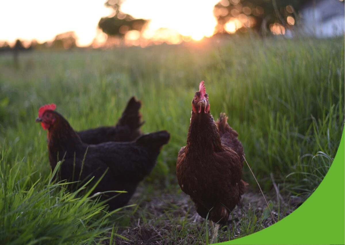 Van melkveehouderij naar megastal voor vrije uitloopkippen