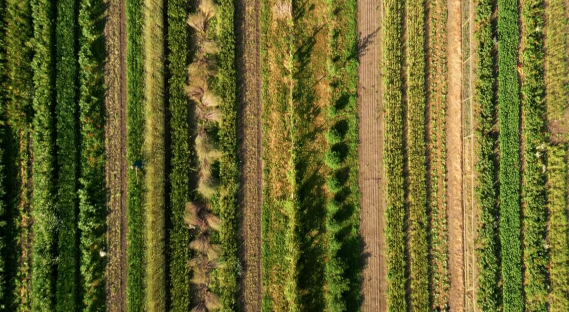 Boer in Beeld: Rineke Dijkinga