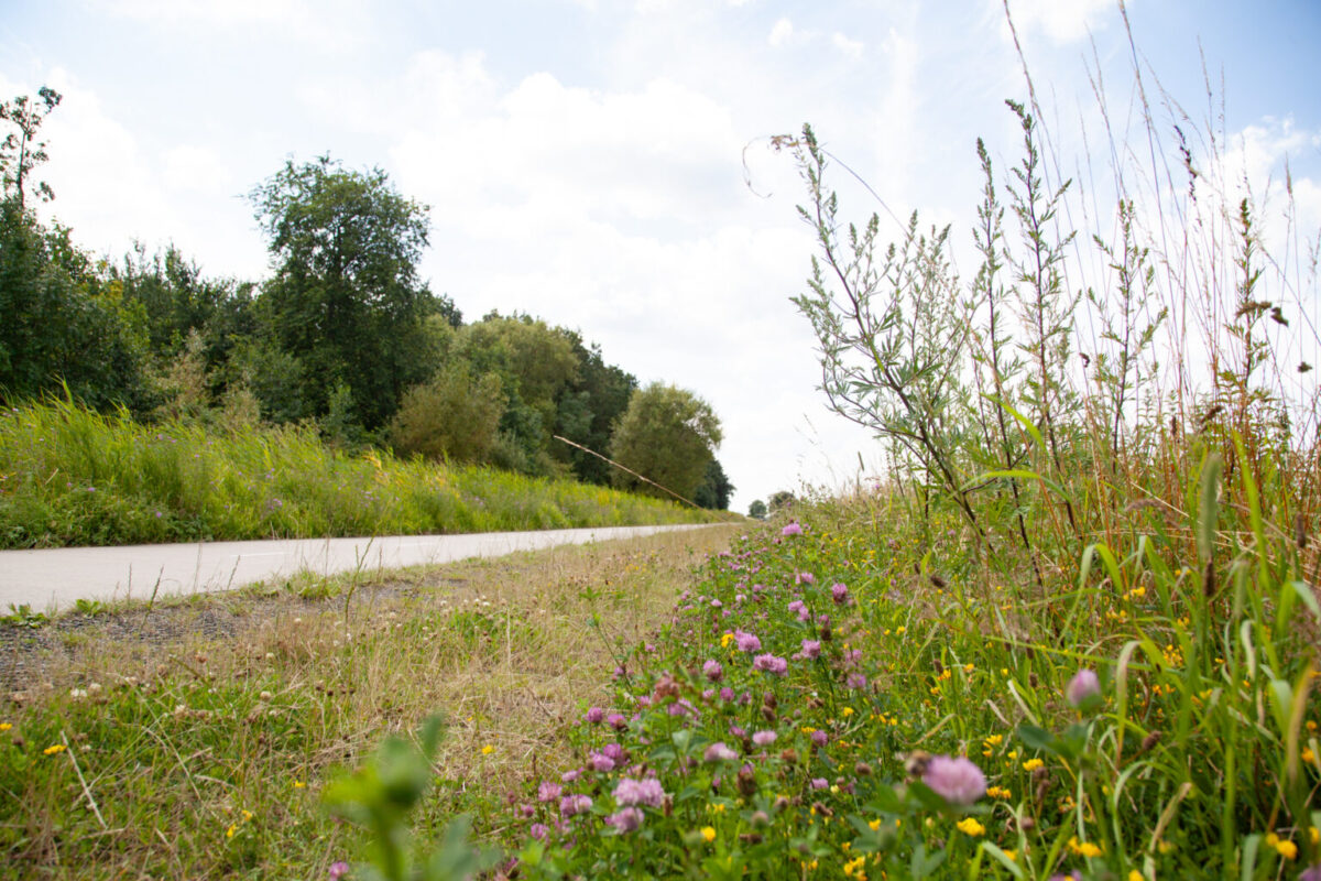 Kansen voor ecologisch bermbeheer in beeld